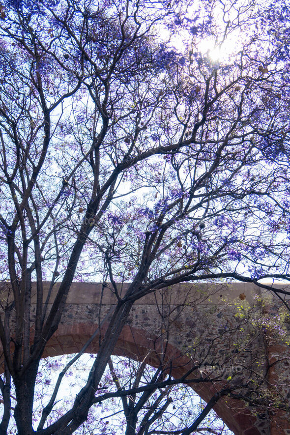 Queretaro Mexico aqueduct with jacaranda tree and purple flowers - Stock Photo - Images