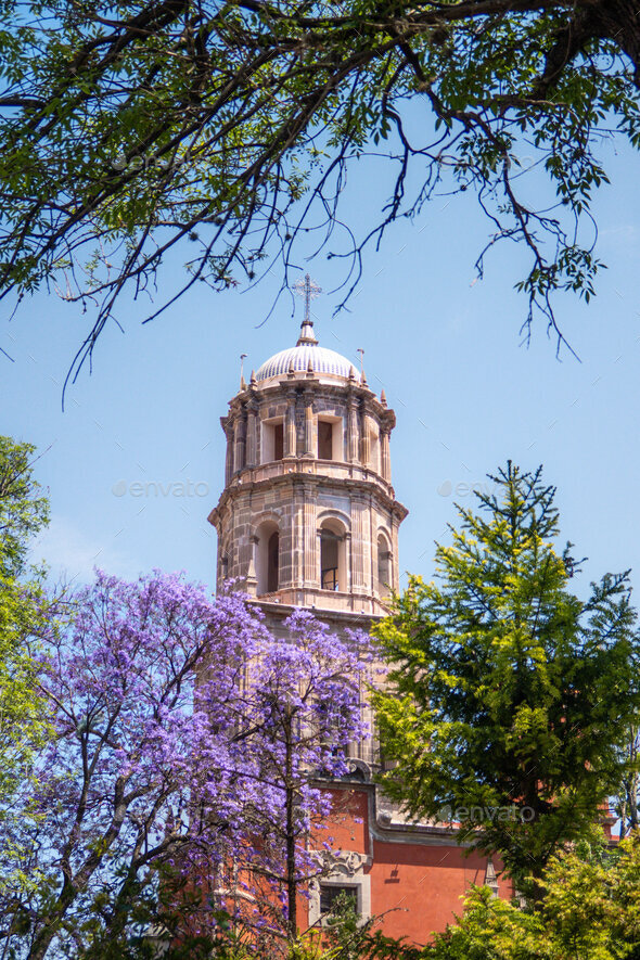 Jacaranda tree purple flowers background of Temple of San Francisco de Asis in Queretaro Mexico - Stock Photo - Images