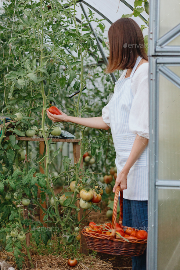 woman farmer or agronomist in light apron in garden with wicker basket of red tomatoes - Stock Photo - Images