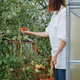 woman farmer or agronomist in light apron in garden with wicker basket of red tomatoes - PhotoDune Item for Sale