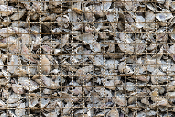 Oyster shells left to rot in a heap - Stock Photo - Images