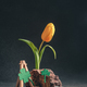 concept spring. freakebana. yellow tulip and Four-leaf clover. the concept of St. Patrick&#39;s Day - PhotoDune Item for Sale