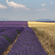 Lavender Field  - PhotoDune Item for Sale