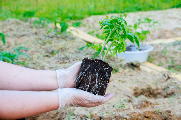 Planting seedlings of tomatoes with well developed root system.