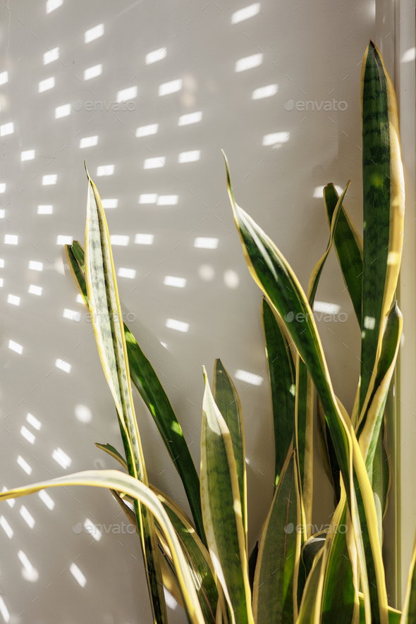 potted plant sansevieria and shiny disco ball on windowsill, decorations of house. - Stock Photo - Images