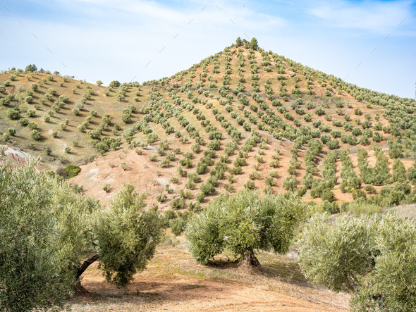 Olive trees plantation in Cazorla mountain range,  Spain - Stock Photo - Images