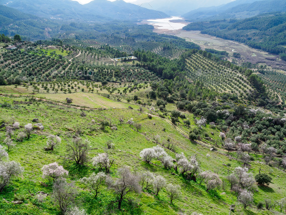 Olive trees plantations and Tranco reservoir from Segura de la Sierra village, Spain - Stock Photo - Images