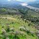 Olive trees plantations and Tranco reservoir from Segura de la Sierra village, Spain - PhotoDune Item for Sale