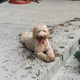 Happy dirty dog - PhotoDune Item for Sale