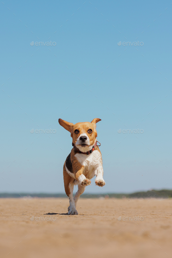 beagle dog runs on seashore against blue sky. pet is playing and having fun outdoors - Stock Photo - Images