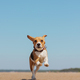 beagle dog runs on seashore against blue sky. pet is playing and having fun outdoors - PhotoDune Item for Sale