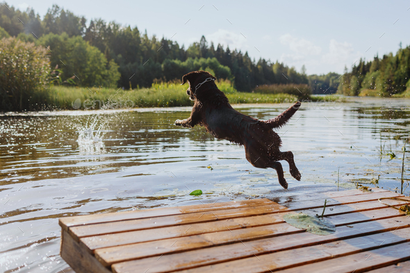 dog chocolate labrador retriever jumps into lake from pier, pet in ...