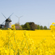 rapeseed and windmills - PhotoDune Item for Sale