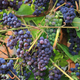 Ripening bunches of grapes - PhotoDune Item for Sale