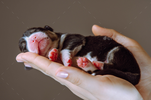 Close up unrecognizable human hands carefully holding small puppy of Welsh corgi dog with close eyes