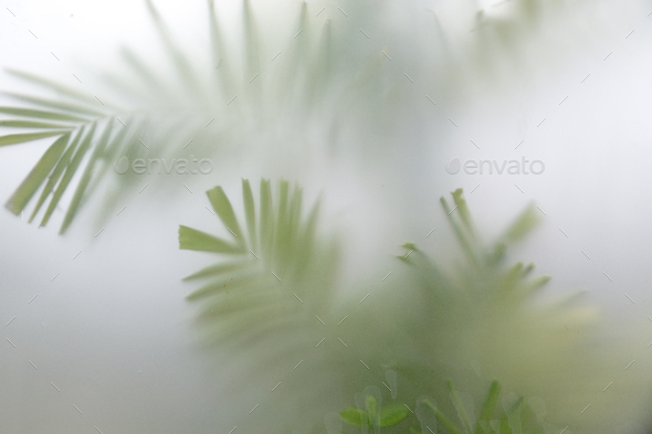 Green palm leaves  in fog behind frosted glass. - Stock Photo - Images
