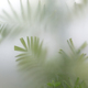 Green palm leaves  in fog behind frosted glass. - PhotoDune Item for Sale