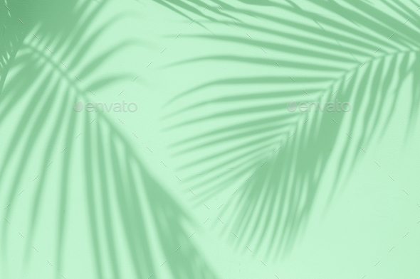 Tropical palm leaves shadows on mint color textured wall background. - Stock Photo - Images