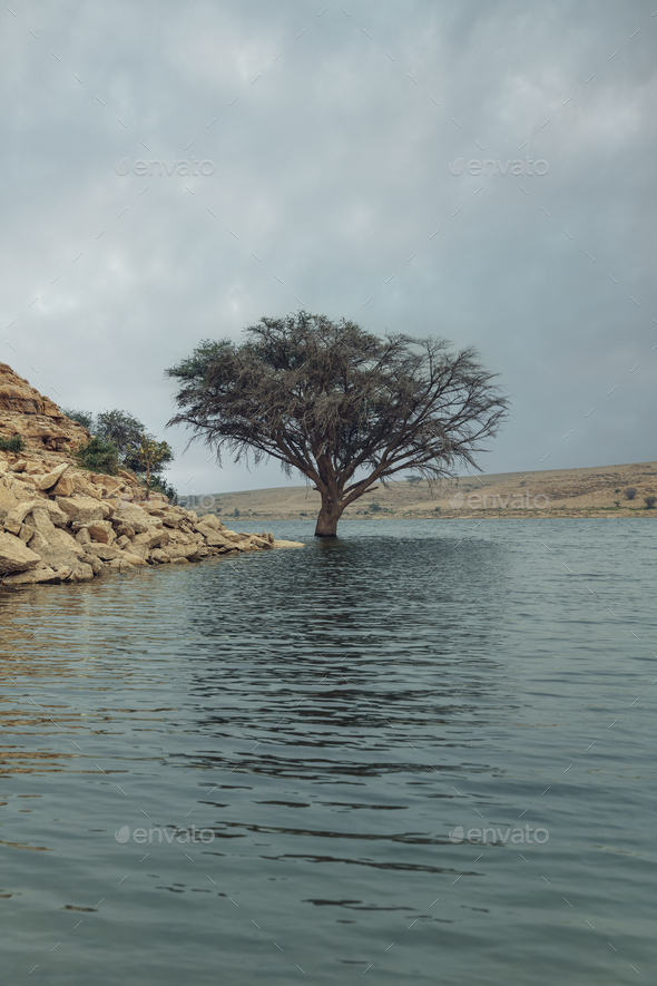 Huge tree in Salbukh Dam Lake, Saudi Arabia