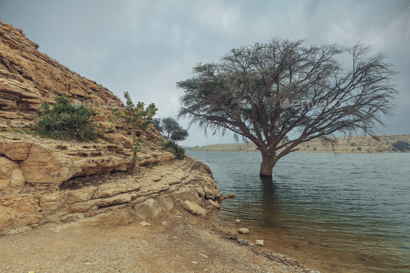 Huge tree in Salbukh Dam Lake, Saudi Arabia