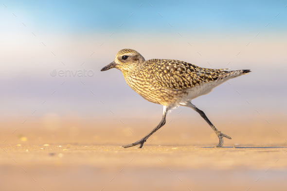 Black-bellied plover on beach - Stock Photo - Images