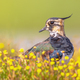Female Northern lapwing hiding between yellow flowers - PhotoDune Item for Sale