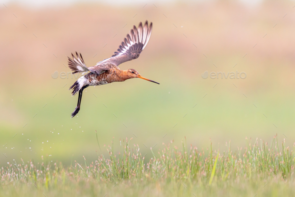 Black-tailed Godwit wader bird preparing for landing and calling - Stock Photo - Images