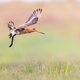 Black-tailed Godwit wader bird preparing for landing and calling - PhotoDune Item for Sale