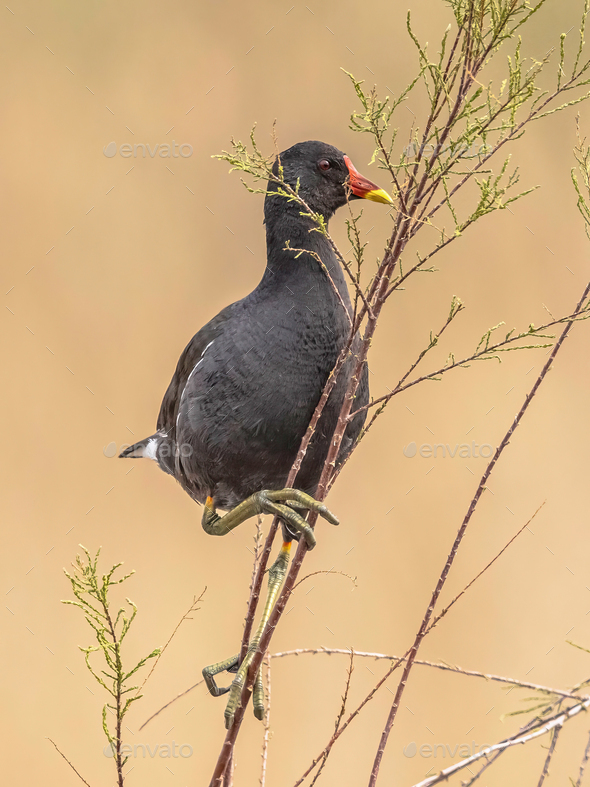 Common moorhen eating leaves - Stock Photo - Images