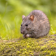 Brown rat in grass on river bank - PhotoDune Item for Sale