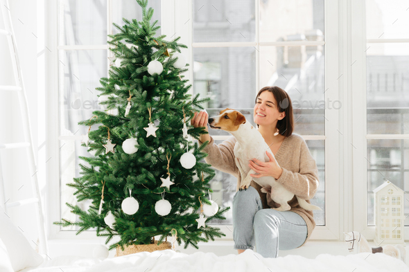 Happy housewife with broad smile, poses near decorated firtree with dog who smells bauble - Stock Photo - Images