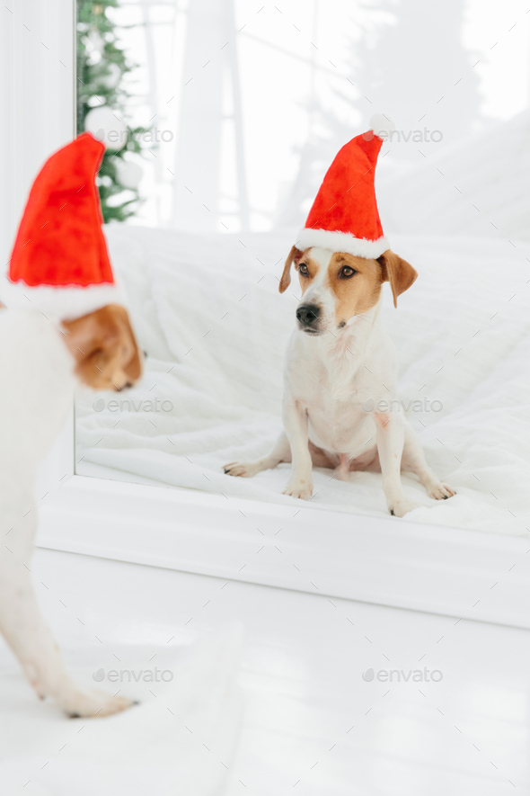 Lovely puppy wears Santa Claus hat, going to celebrate New Year or Christmas, looks in mirror - Stock Photo - Images