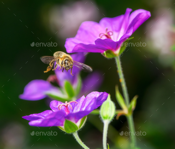 Flying bee at geranium flowers - Stock Photo - Images