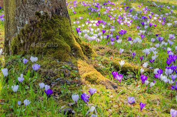 Crocus flowers around a tree trunk - Stock Photo - Images