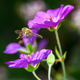 Flying bee at geranium flowers - PhotoDune Item for Sale