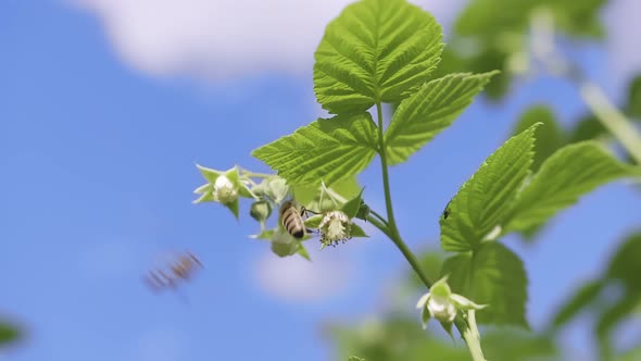 Closeup of Green Young Raspberry Leaves in the Garden with Two Bees