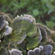 Turkey Tail Fungus. Natural background - PhotoDune Item for Sale