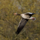 Greylag goose (Anser anser) - PhotoDune Item for Sale