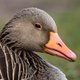 Greylag goose (Anser anser) - PhotoDune Item for Sale