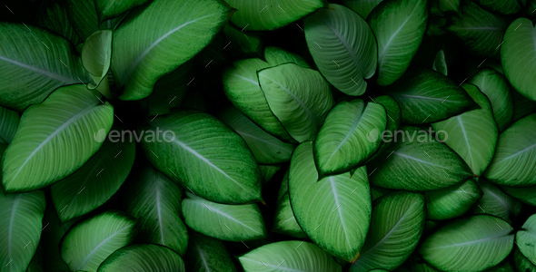 Closeup green leaves of tropical plant in garden. Dense green leaf with beauty pattern texture. - Stock Photo - Images