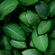 Closeup green leaves of tropical plant in garden. Dense green leaf with beauty pattern texture. - PhotoDune Item for Sale