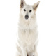 White Swiss Shepherd Dog - PhotoDune Item for Sale