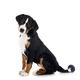 puppy Appenzeller Sennenhund - PhotoDune Item for Sale