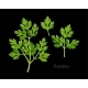 Vector Set of High Detailed Parsley Leaves