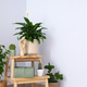 Cozy hobby - growing indoor plants at home - PhotoDune Item for Sale
