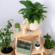 Cozy hobby - growing indoor plants at home - PhotoDune Item for Sale