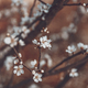 Beautiful cherry tree bloom background - PhotoDune Item for Sale