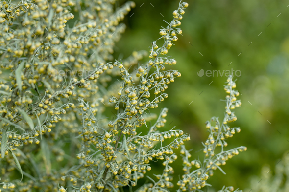 Wormwood Artemisia. Wormwood Leaves And Flowers.Wormwood Artemisia absinthium in garden - Stock Photo - Images