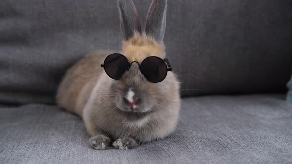 the Rabbit is Sitting on the Couch in Dark Round Glasses