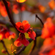 Japanese quince Chaenomeles japonica close-up in the garden - PhotoDune Item for Sale